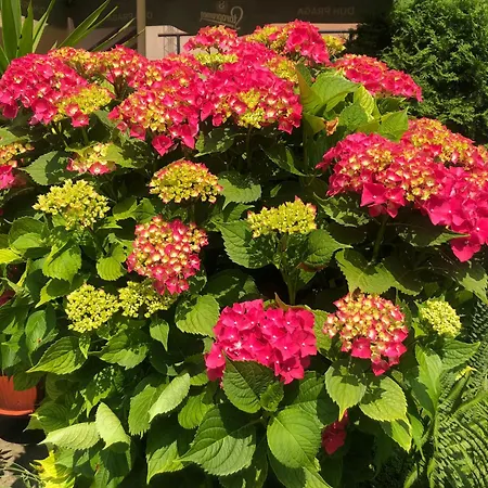 Апартаменты Balkan *